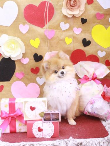 20230226ぴのくん